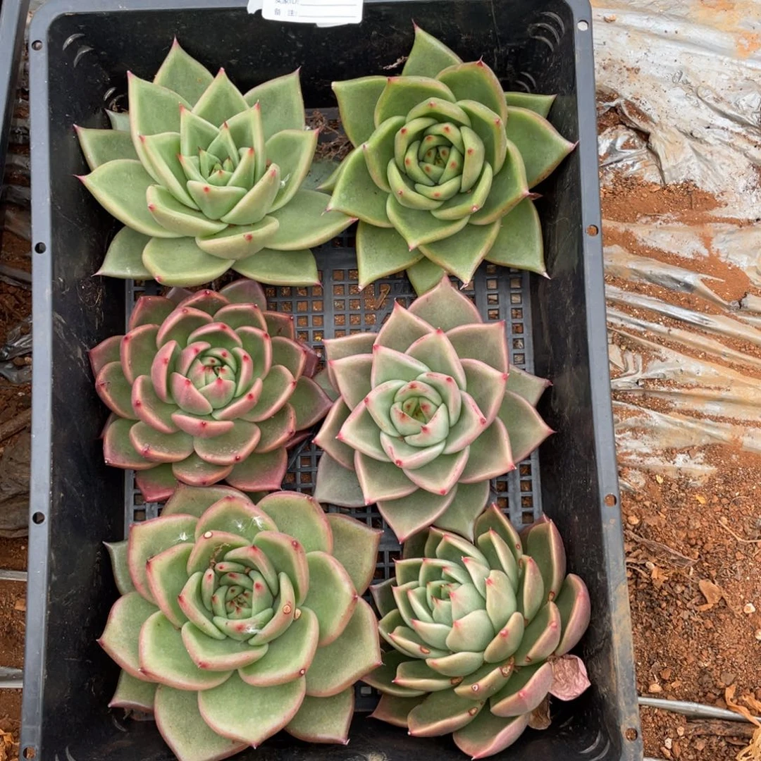 无花朵若如东云组拍E163