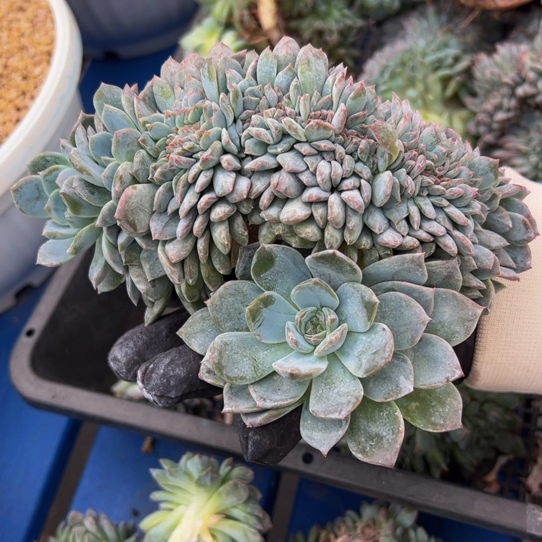 紫心琥珀缀 天天开心