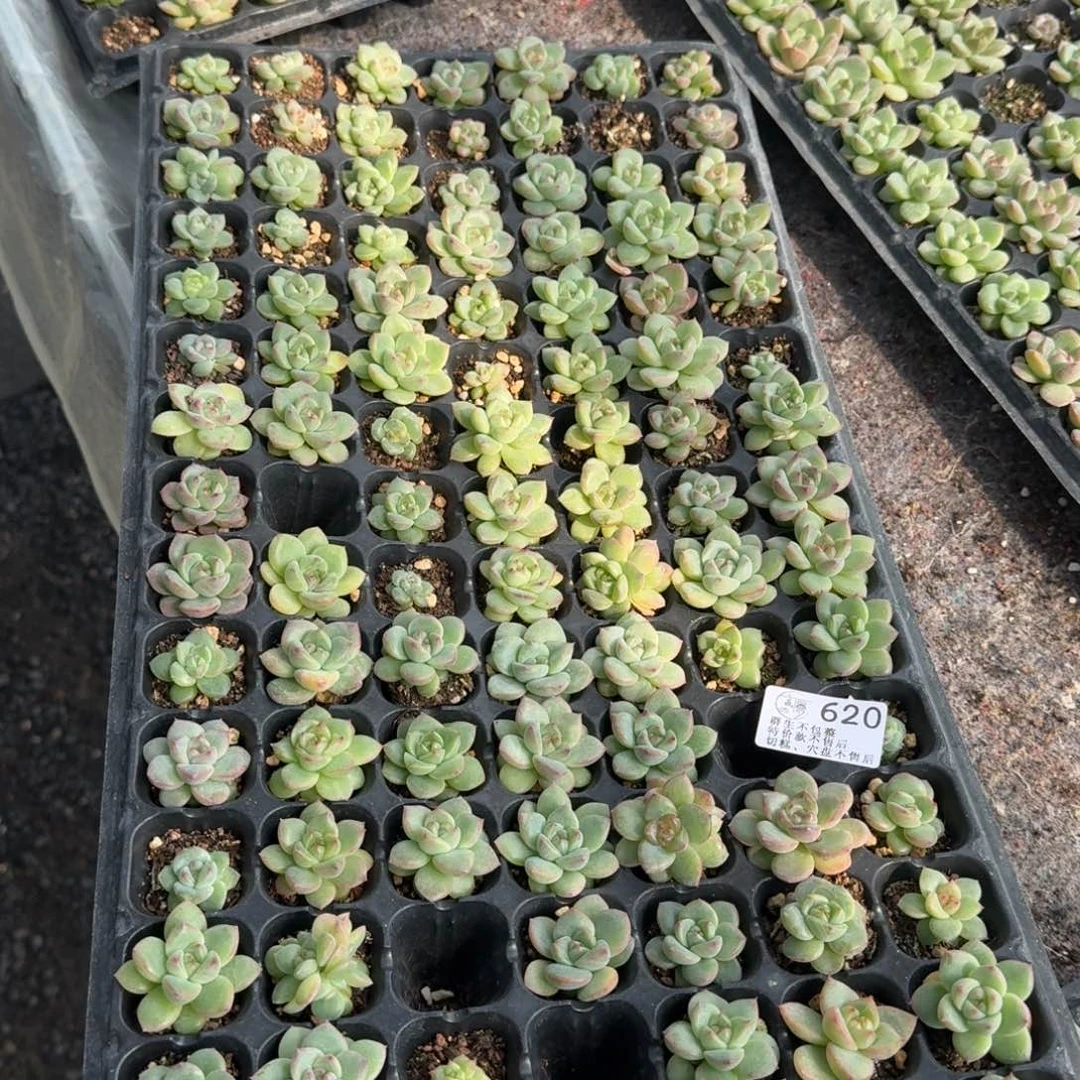 如图620麦芽珍妮混一盘