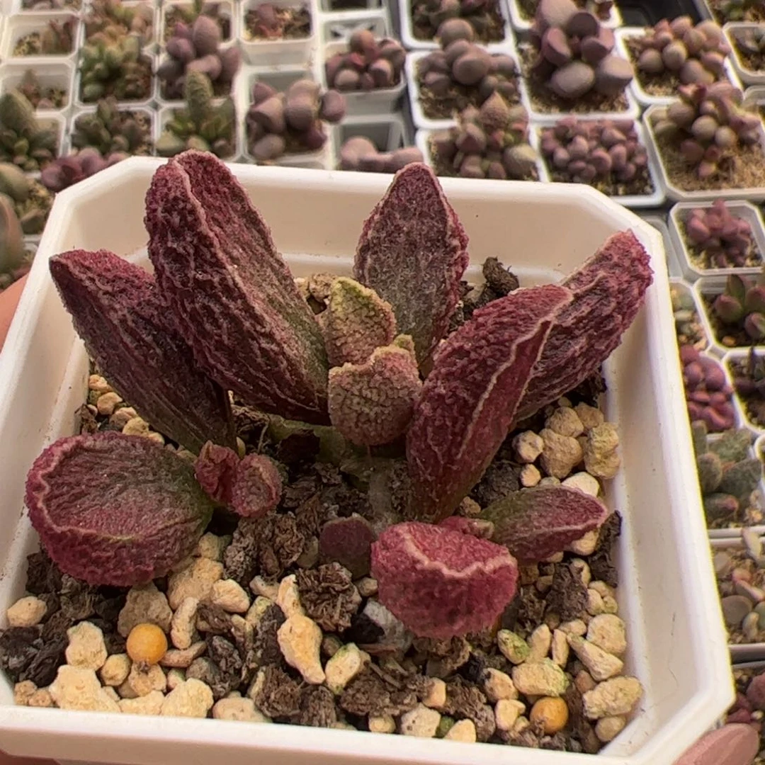 等****2古灵阁老桩多肉植物水泡