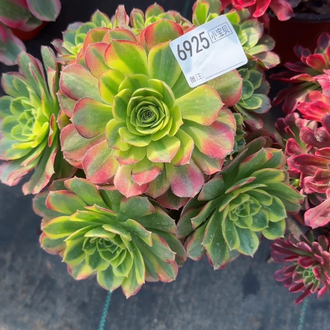 梅***?6925奶白多肉多肉