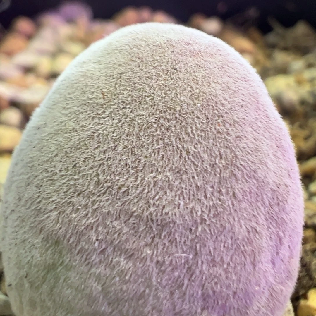 1.75 公分宝辉 肉锥植物