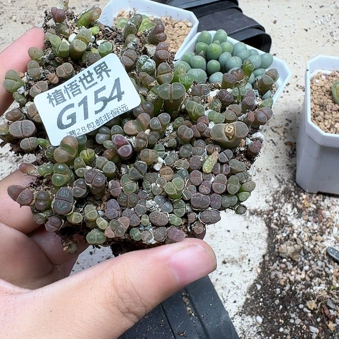 多肉植物的润泽fgn