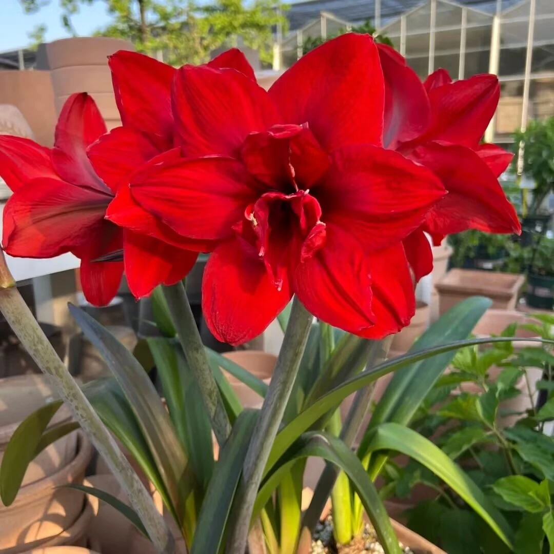 双王朱顶红种球 盆栽地栽新手易养护爆花强