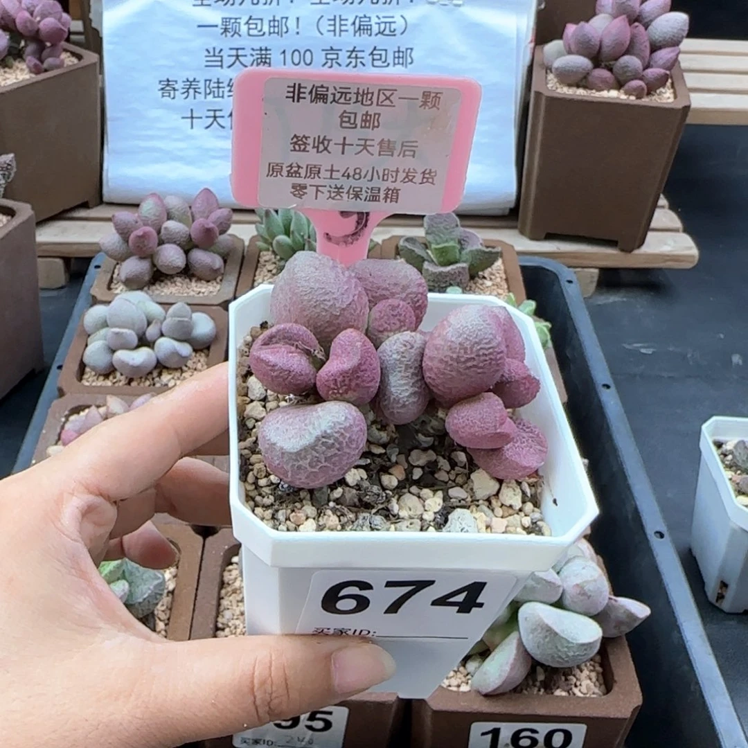 674红烧肉多肉植物