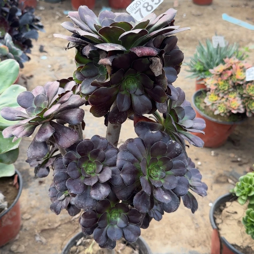 黑圆叶785满20包邮断枝不包