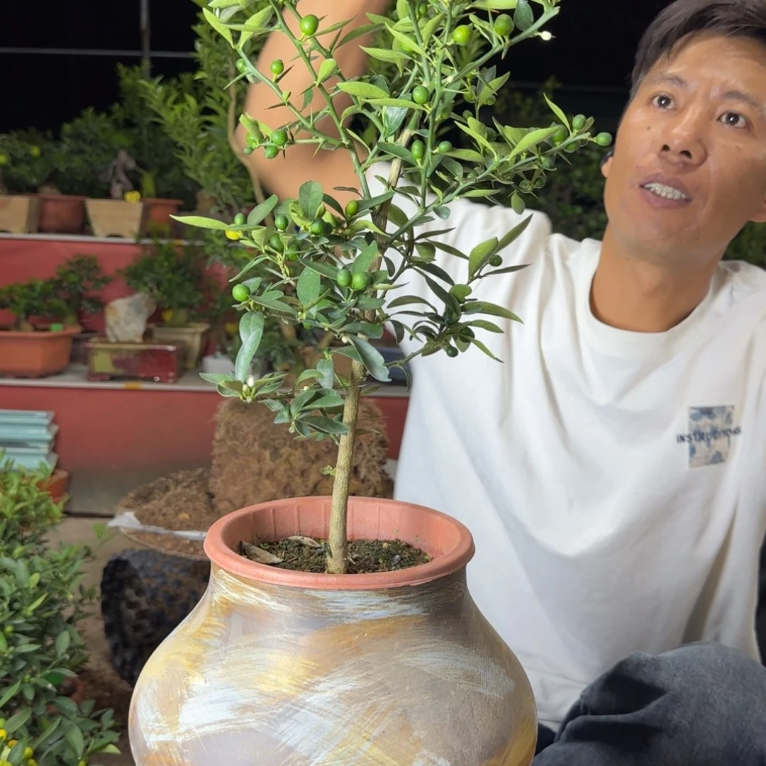 当前无花朵，栽培后可花朵黄*连