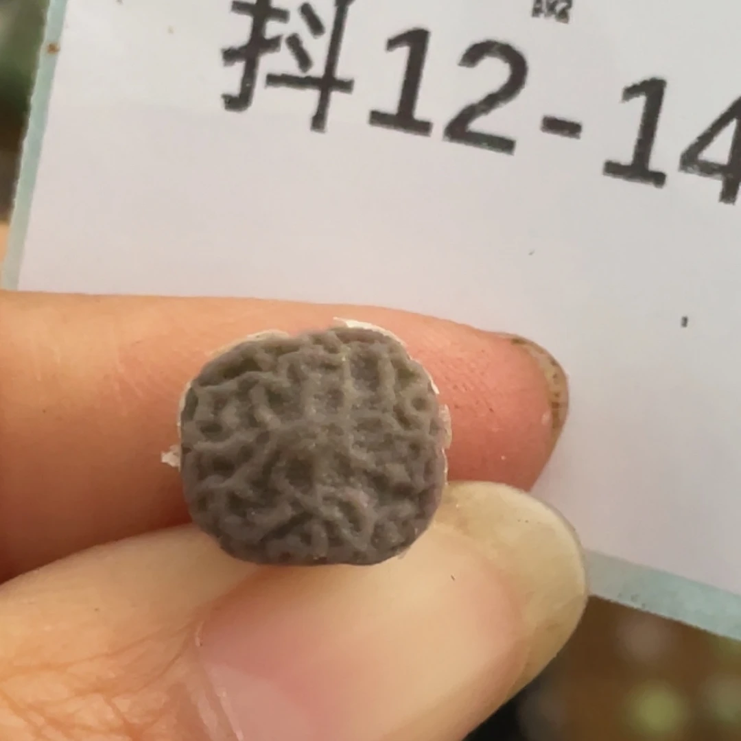 12-144超烧多肉植物