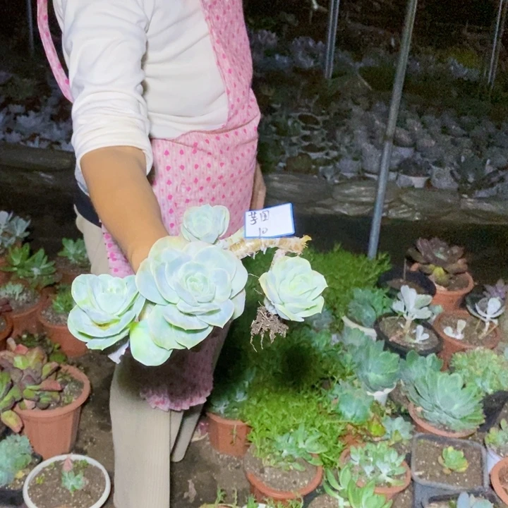 芋***糖一物一拍一物一拍