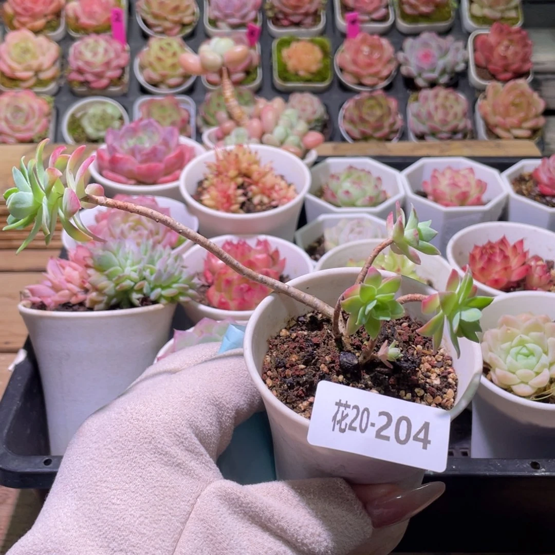 花利美20-204薄化妆