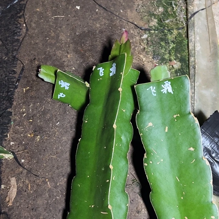 飞霜嫁接单片小苗一颗60