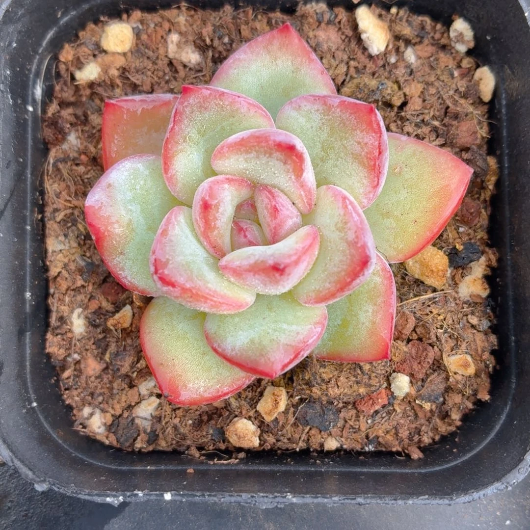 草莓泡芙多肉9.9包邮发货