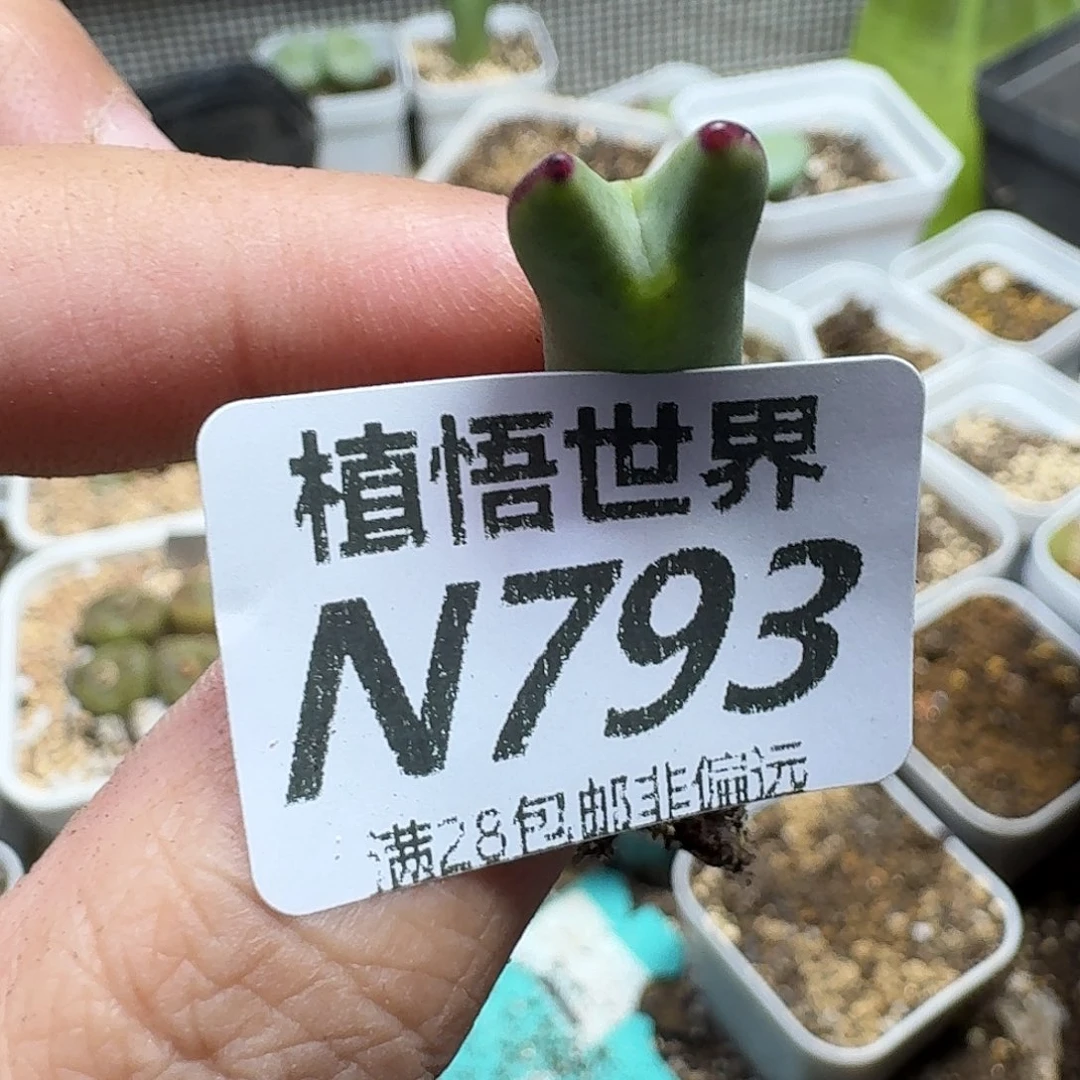 多肉植物的人生ghhh