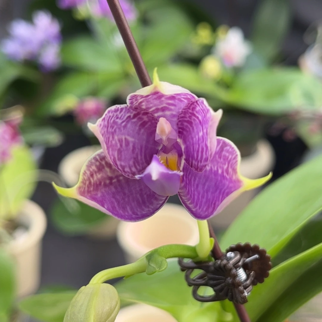 完全开放2.5寸08开花株