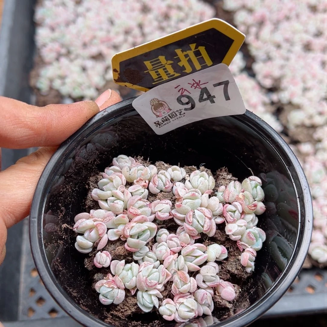多肉植物多肉植物d