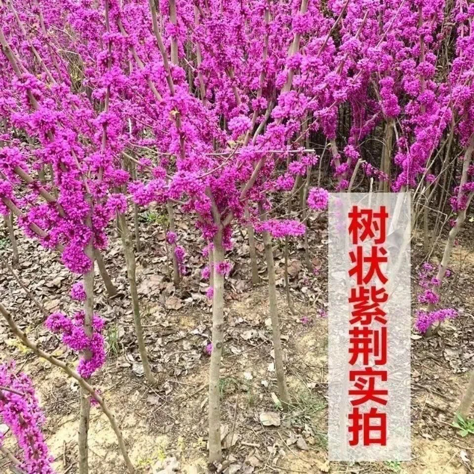 紫荆花树苗四季室外庭院开花树紫荆树苗耐寒绿化工程苗南北方种植