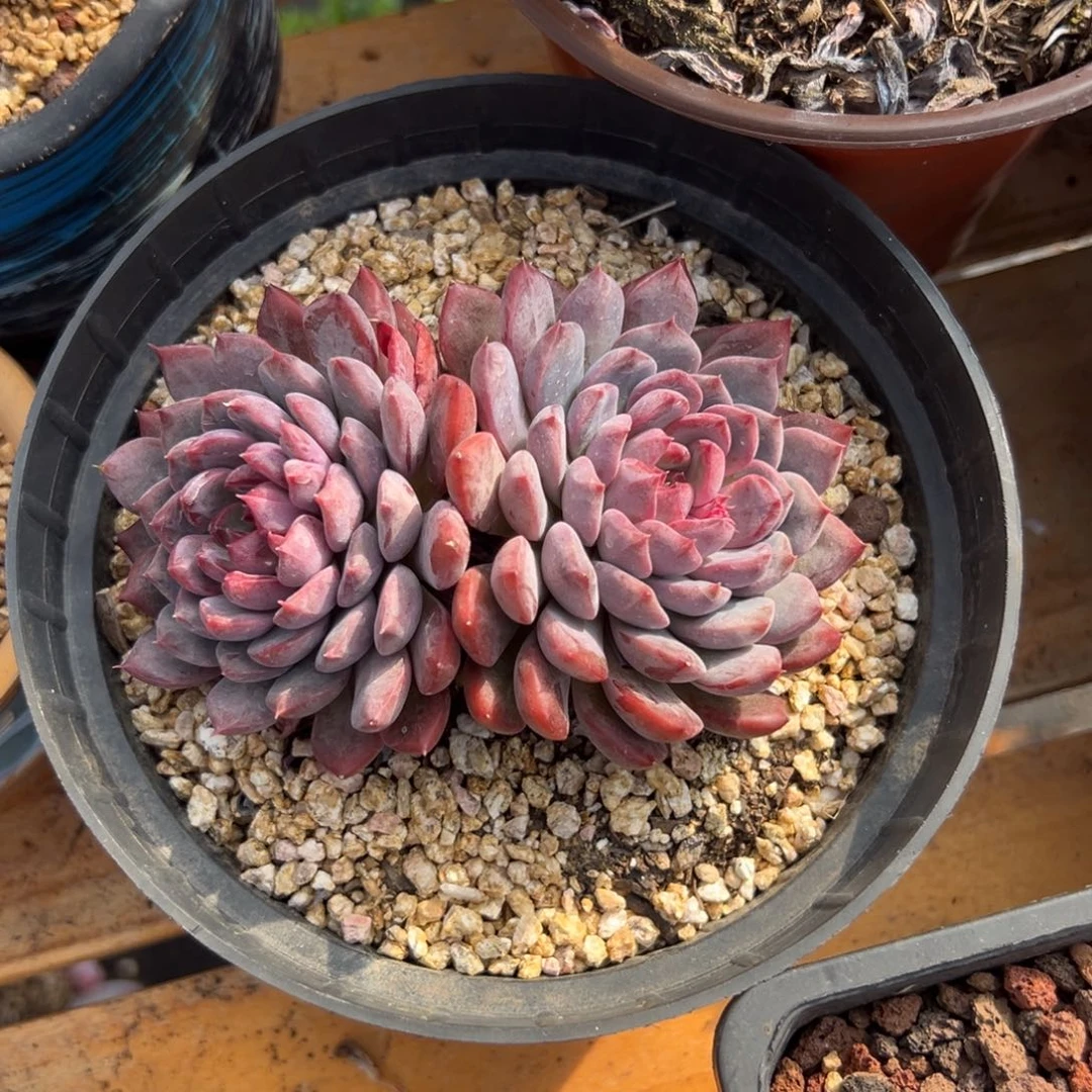 多肉黑曼巴【非偏远满18包邮】