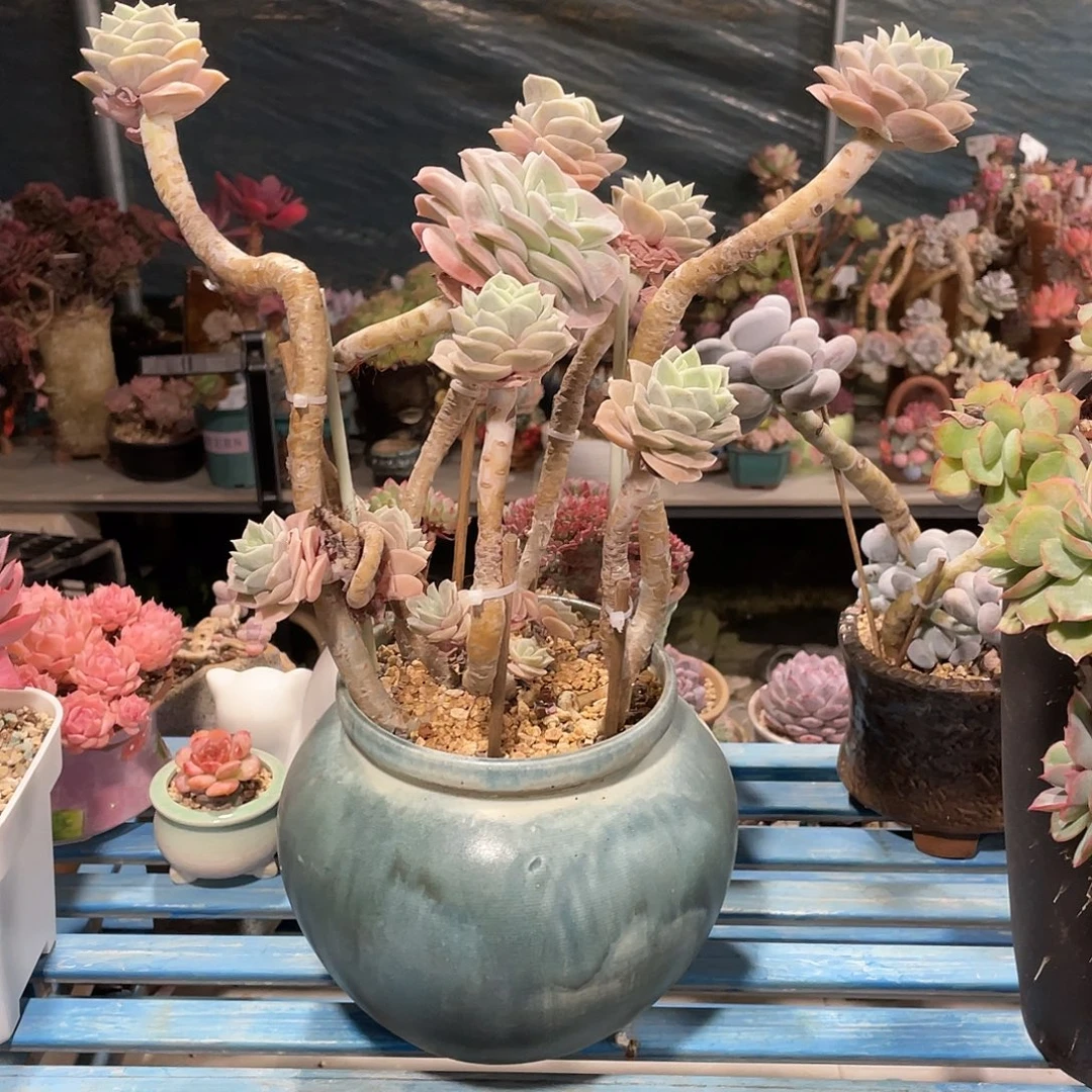 可爱玫瑰带盆发物流