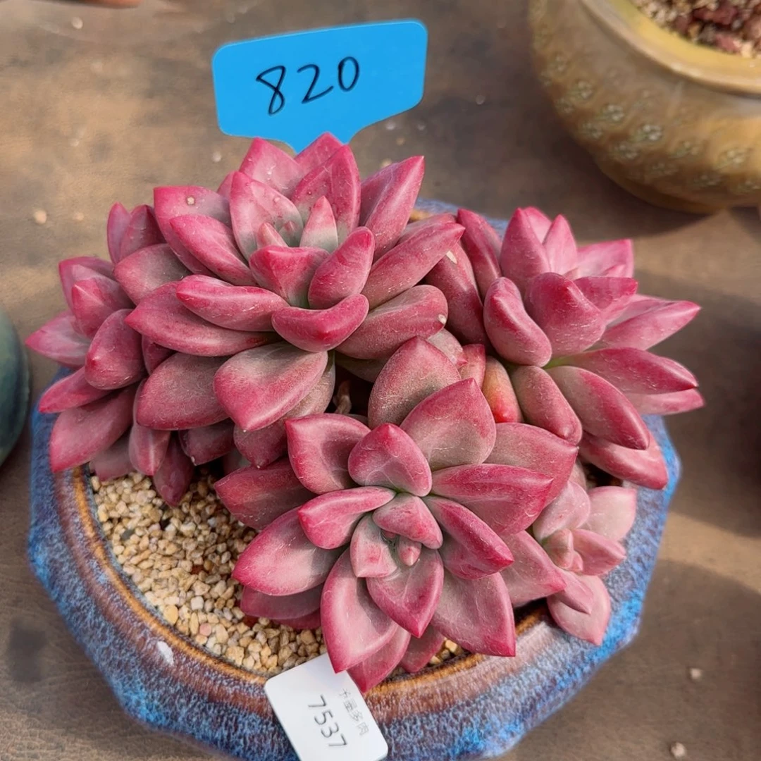 赫菲斯托，7537多肉植物