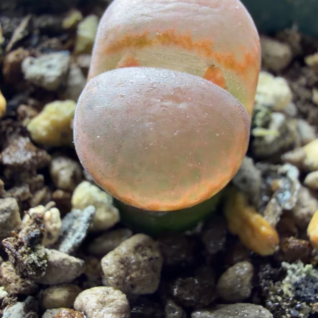 正版c10精品2年881号