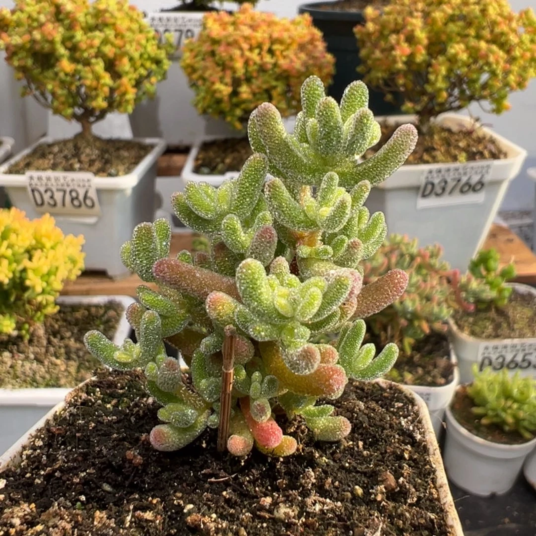 D3805冰晶枝干需凑单拍