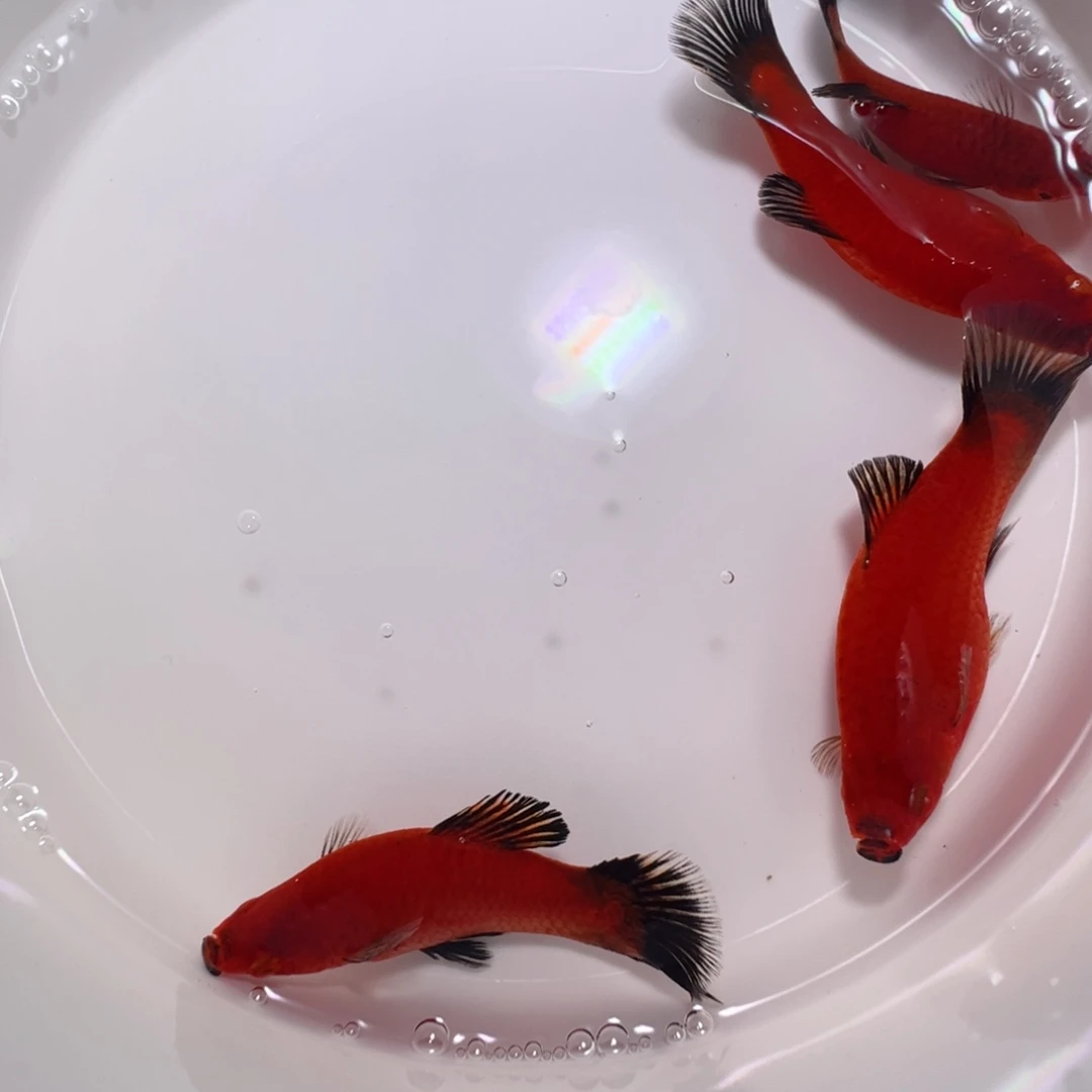 虎皮鱼黑尾猫5公分4条装