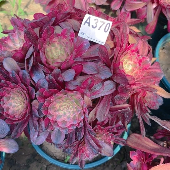 美亚法师朵朵8-7