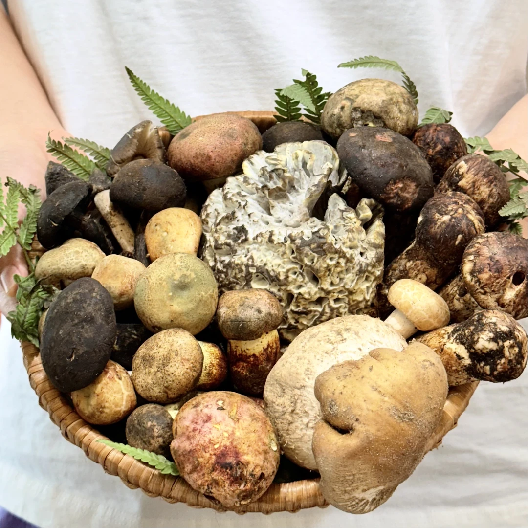 舌尖上的云南限定！雨季深山直采野生菌，严格筛选，感受山林鲜味