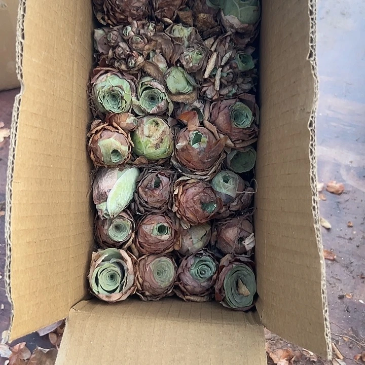 苗苗山地玫瑰瑕疵不售后47