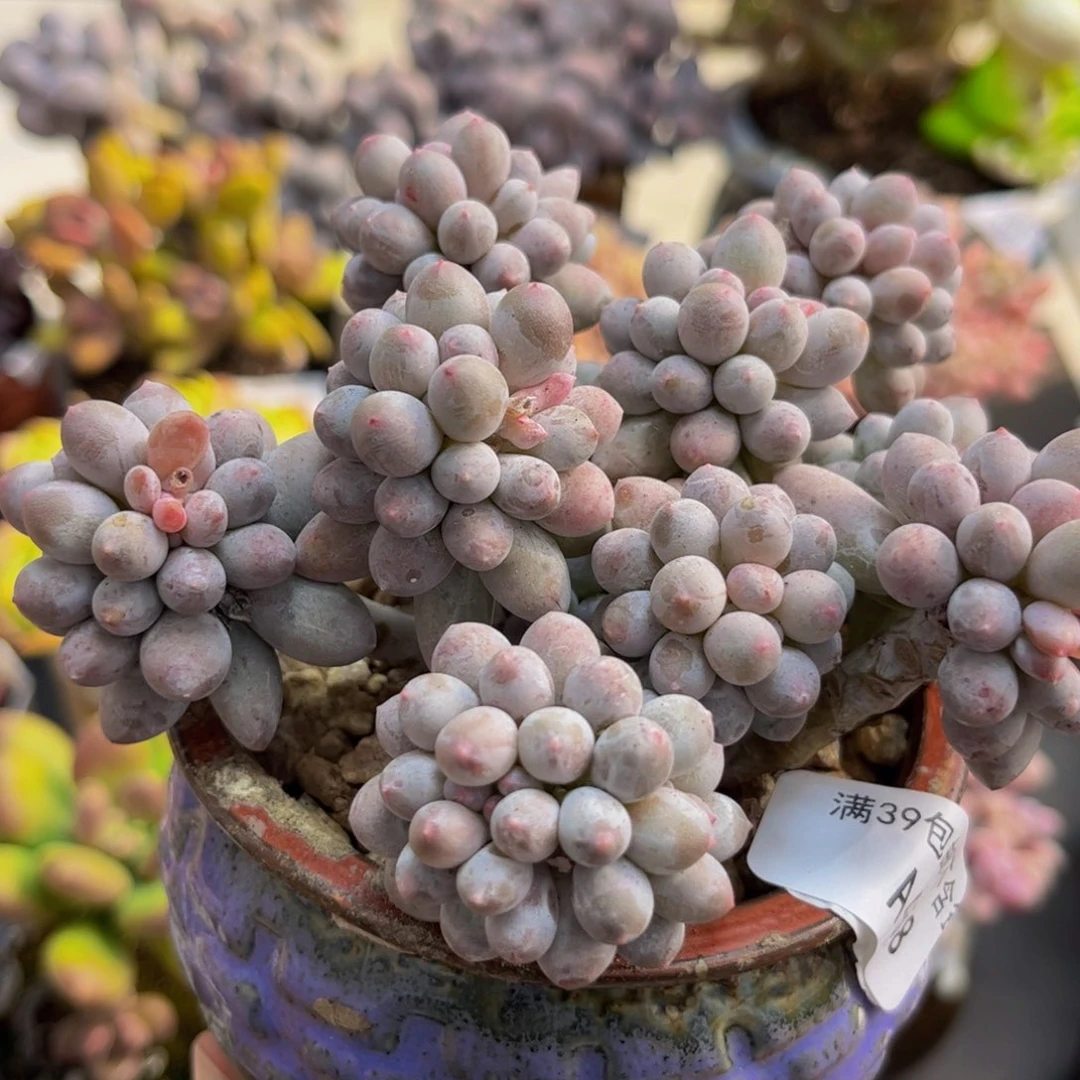 458/10cm香水手指多肉植物