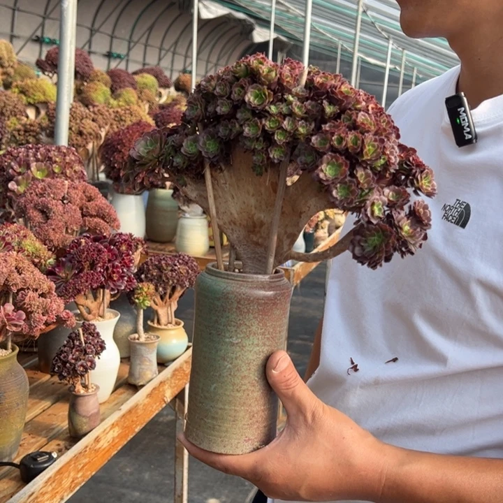 红铜壶朵朵缀不带盆土