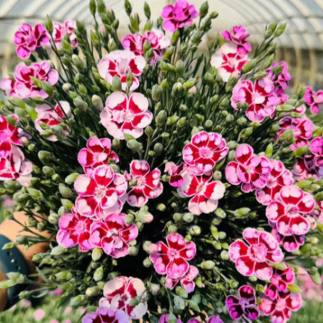 一加仑超美康乃馨开花植物