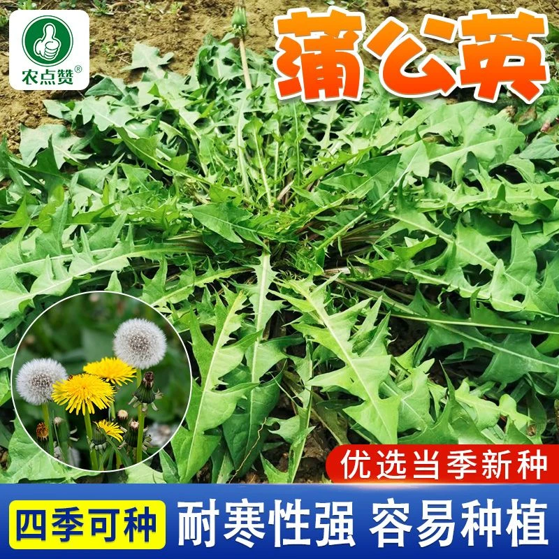 【蒲公英种子】四季种植婆婆丁可食用野菜种子易栽种耐寒耐热种子