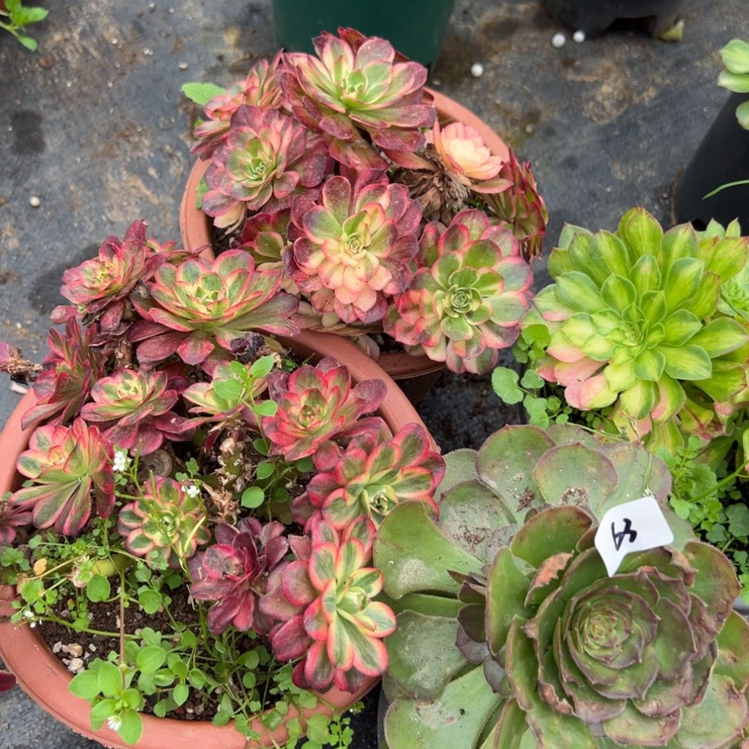 63四颗多肉嘻嘻嘻多肉