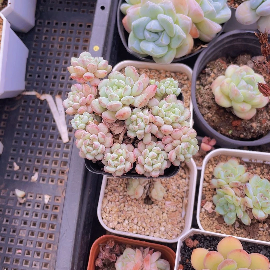 767。小红蛋。   量拍