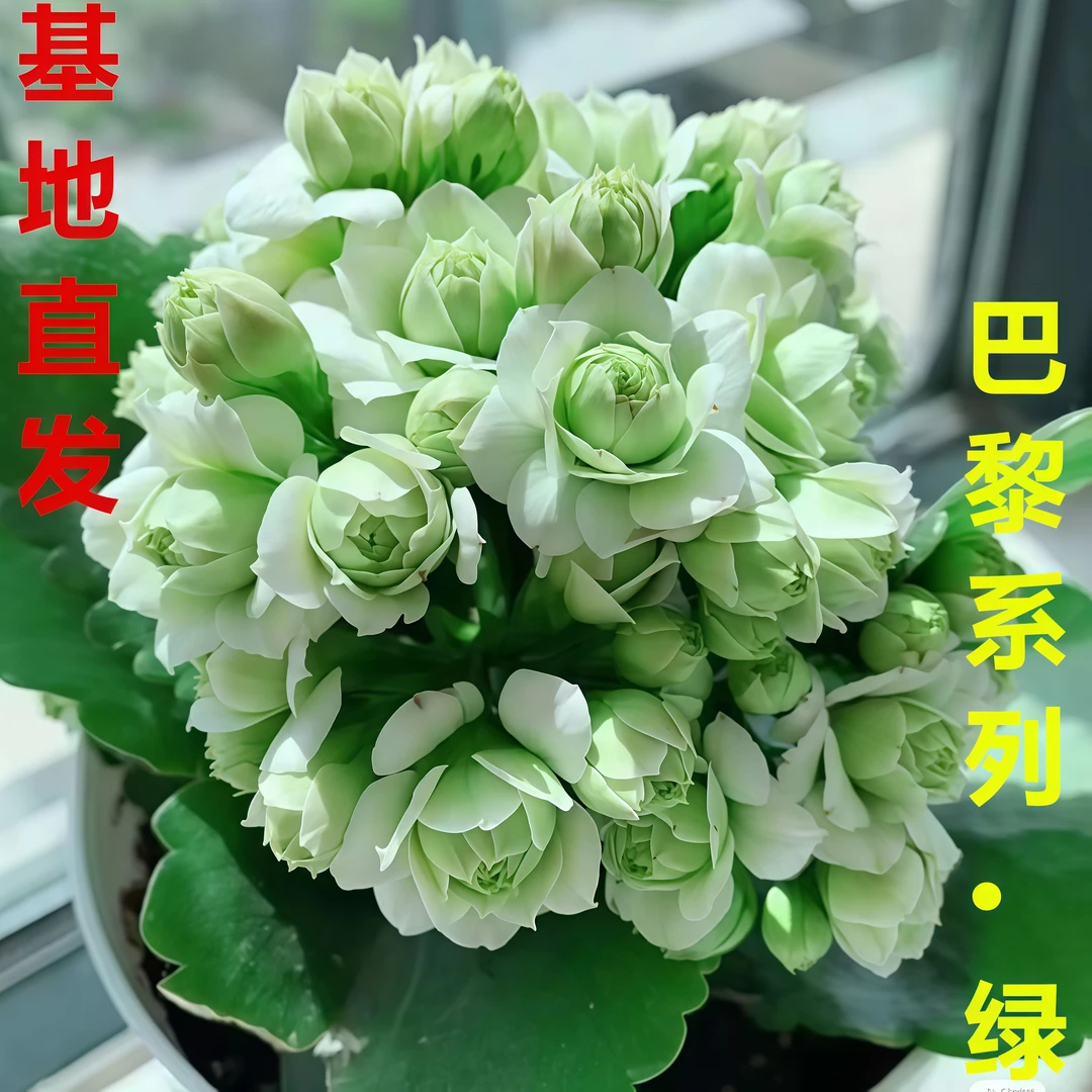 新品巴黎绿长寿花盆栽花苗带根四季开花混色植物重瓣室内阳台庭院