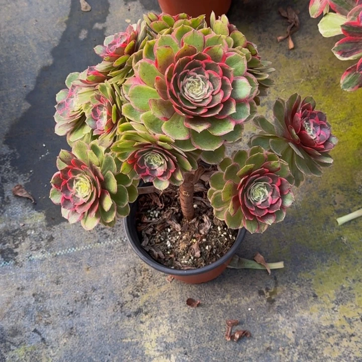 逆***-000000000928粉花妖