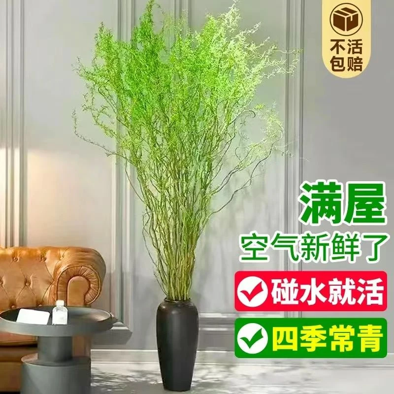 精品水培鲜枝龙柳室内客厅落地桌摆四季好养易活观叶绿植净化空气