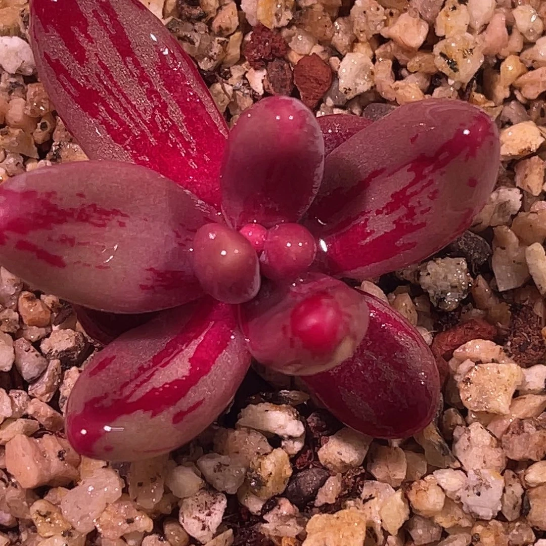 尚品园艺福利红纹手指锦