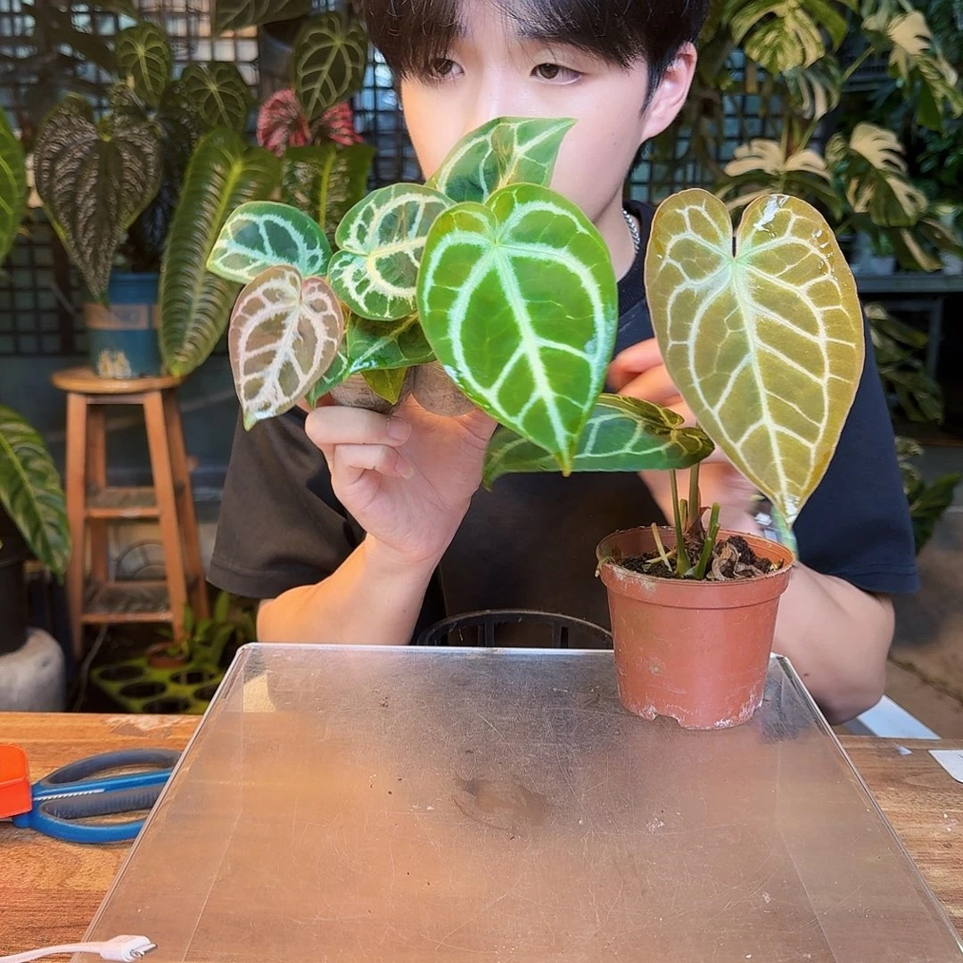 完全开放O195 196 197