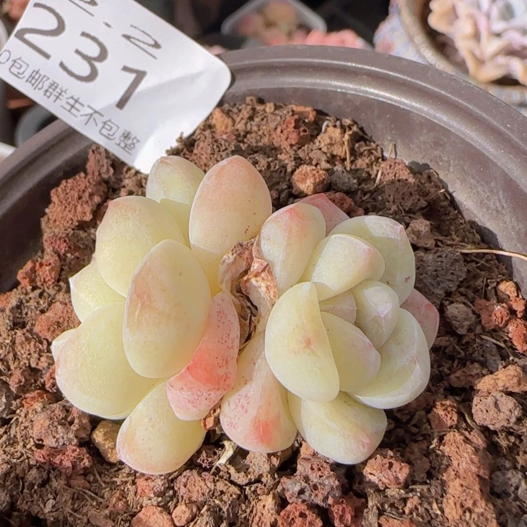 冰玉双头一颗脱土发货