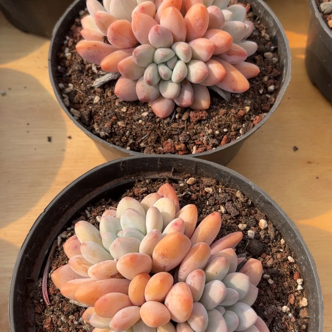 开心的两个香水好看