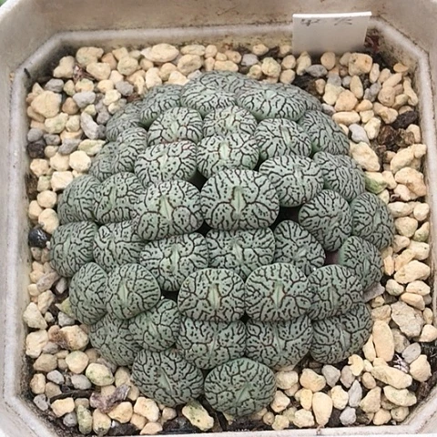 多肉肉锥 枝纹墨小锥 40头