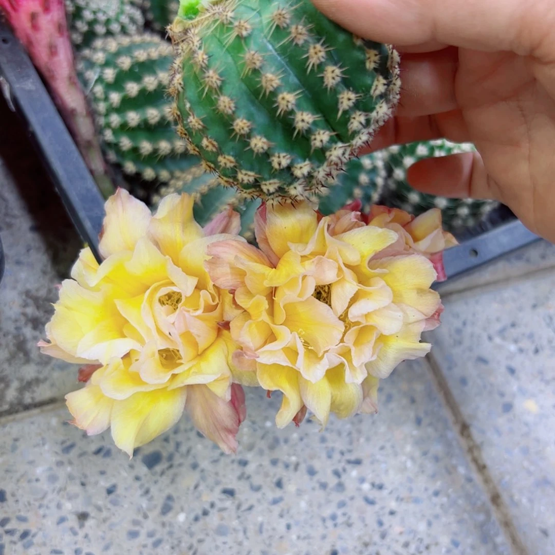 下17彩草依然歪无根侧芽4公分左右20包邮