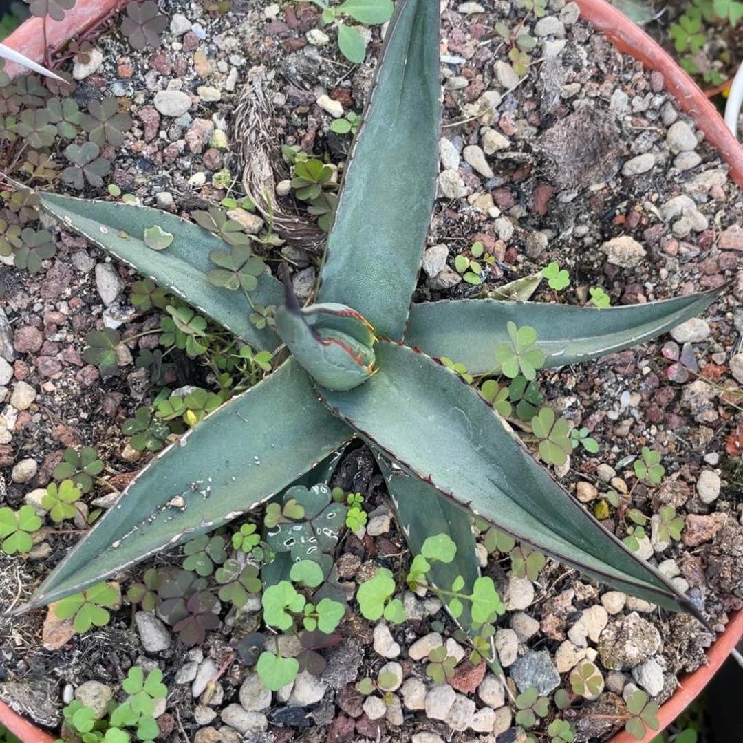 无花朵鲨鱼皮龙舌兰