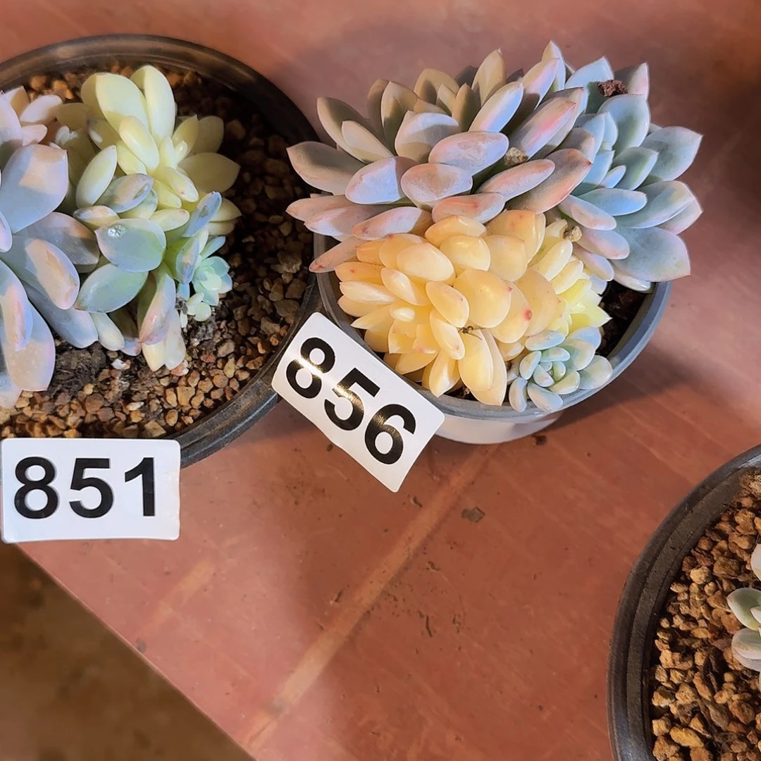 小***飞856多肉一个一物一拍