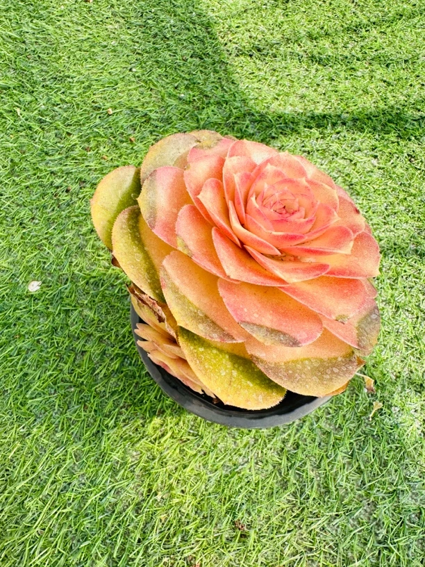 小牡丹仙子 带盆  多肉植物