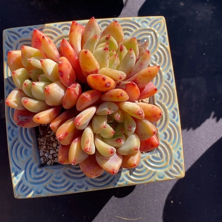 3头琥珀肉肉肉肉肉