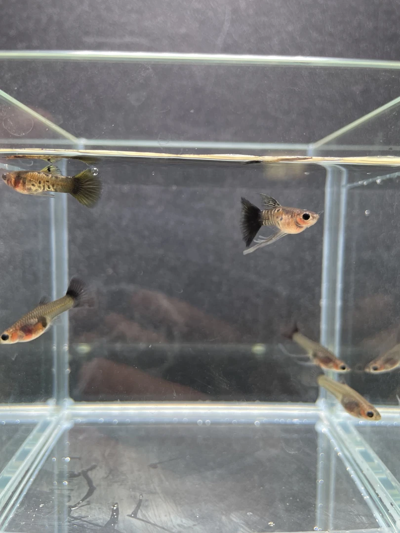 银河草尾大C玻璃猫孔雀鱼小型热带观赏鱼好养耐活适合新手饲养