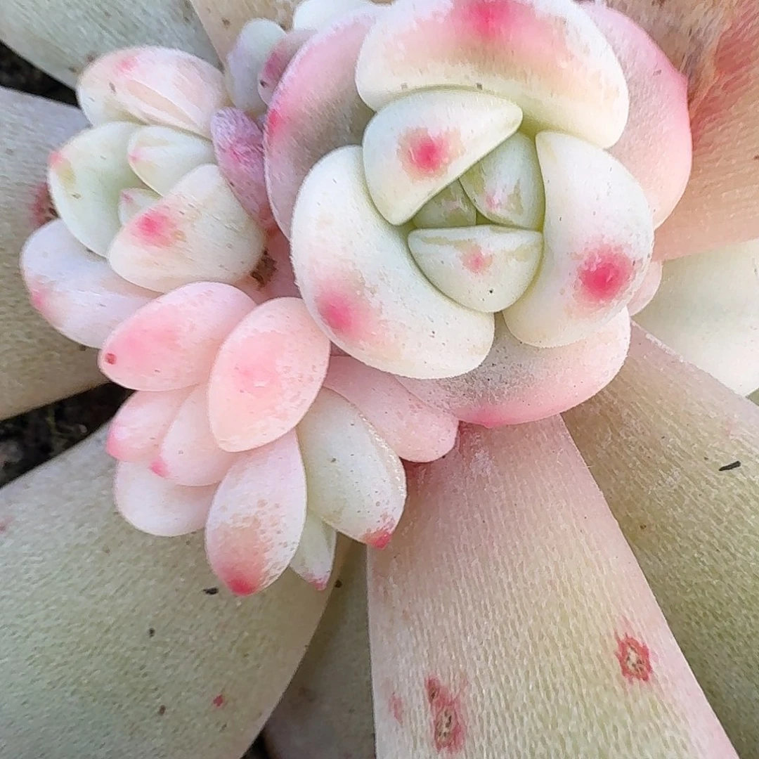 程梦露底座一物一拍